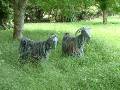 Goats in grass